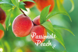 Fresh peaches hanging on a tree