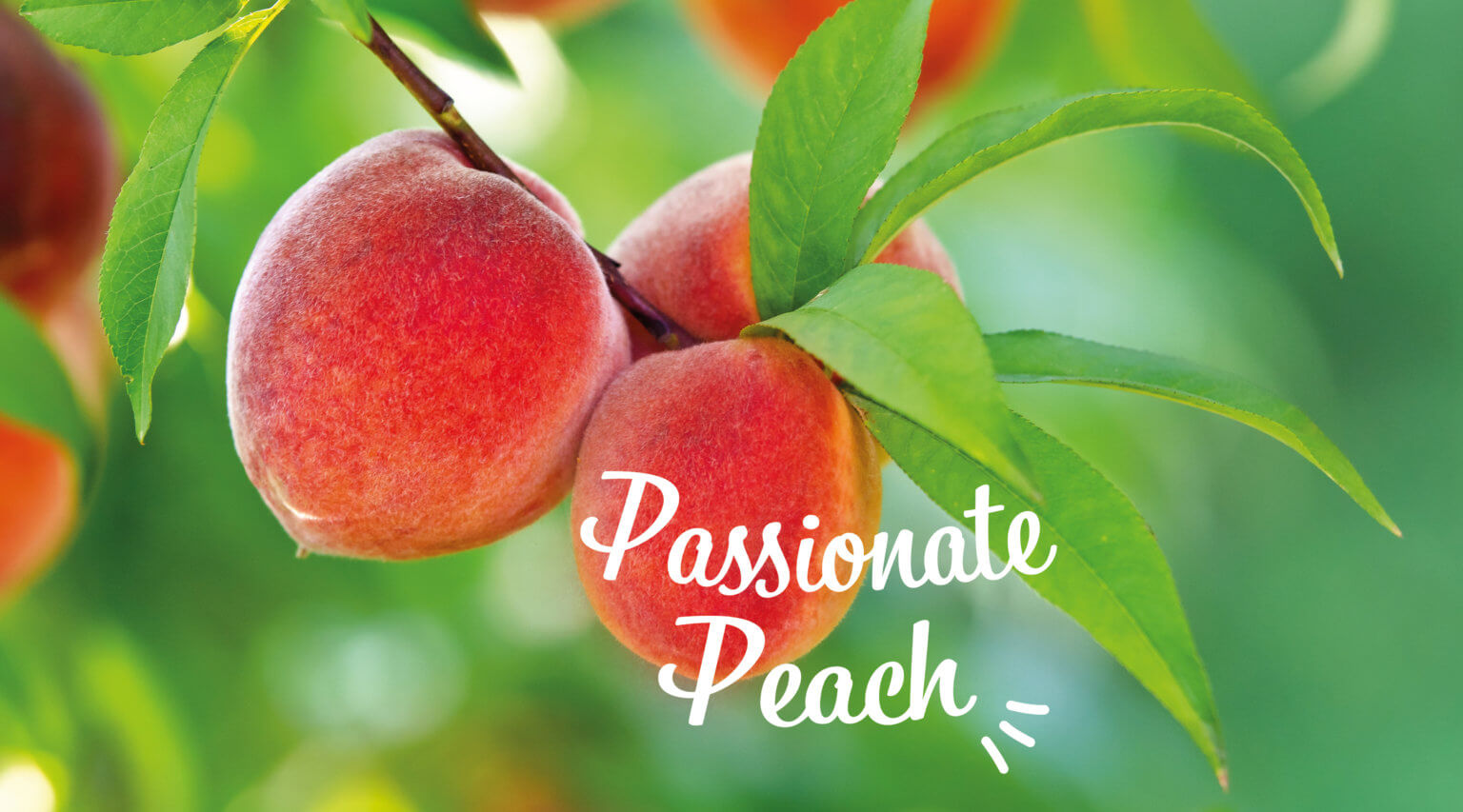 Announcing 2024 As The Year Of The Peach   Passionate Peach 1536x853 